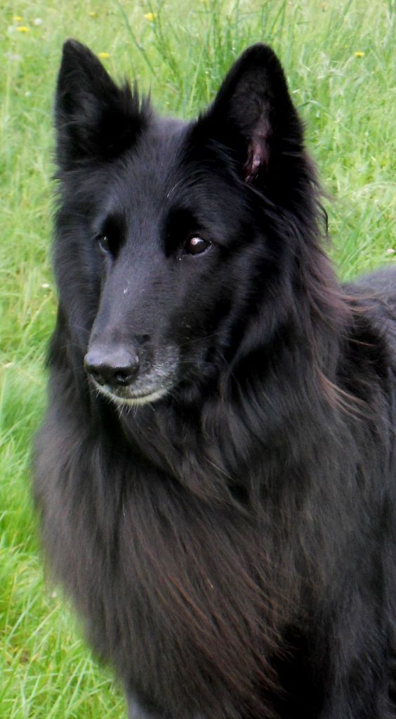Belle De la dynastie cathare